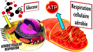 Respiration cellulaire aérobie définition et explications [upl. by Nalac180]