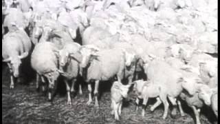 Robert Bresson interview Au Hasard Balthazar [upl. by Clymer56]