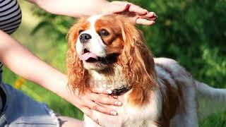 Cute Cavalier King Charles Spaniel on a walk in the park on a summer evening🎊 [upl. by Arrimat]