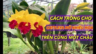 CÁCH TRỒNG LAN CATTLEYA RA NHIỀU HOA TRÊN CÙNG MỘT CHẬU THẬT LÀ ĐƠN GIẢN DỄ LÀM [upl. by Malilliw474]