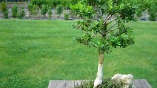 Bonsai Buxus semp arborescens Buchsbaum [upl. by Roose]