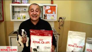 Alimentos para perros y gatos con sensibilidad digestiva  Nutrición Royal Canin [upl. by Ahtabat]