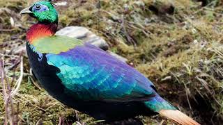 chines monal pheasant beautiful birds of the world [upl. by Assiluj684]