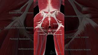 🌸 The Power of the Female Pelvic Floor Muscles 🌸 PelvicHealth FemaleAnatomy PelvicFloor [upl. by Cope]