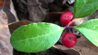 Return to Nature  A Look at Wintergreen Gaultheria procumbens [upl. by Ohnuj]