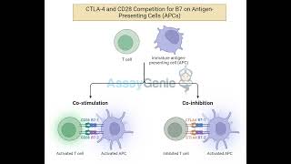 CD73 Combating Tumor Immunosuppression by Targeting Adenosine [upl. by Nere507]