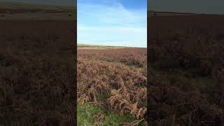 Hergest Ridge Walking tour [upl. by Lihcox]