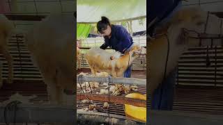 Sheep Shearing🐏Workers process of trimming the sheeps woolcleanning the sheep Short p130 [upl. by Hedges]