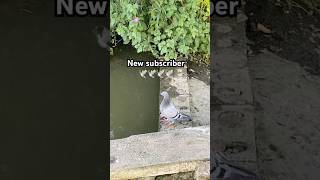 Carp life New subscribercarpfishing fishing pigeon carpbitesamprunsuk [upl. by Afton]