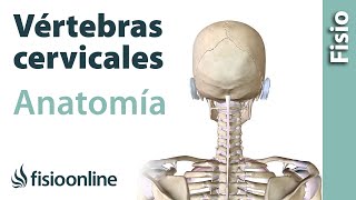 Cervicales Anatomía huesos ligamentos movimientos y articulaciones [upl. by Oeniri641]