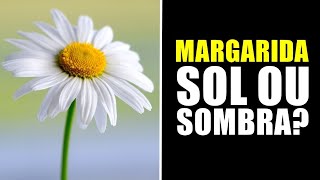 MARGARIDA GOSTA DE SOL OU SOMBRA [upl. by Craggy294]