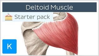 Deltoid Muscle Origin Insertion amp Action  Human Anatomy  Kenhub [upl. by Htomit878]