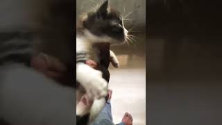 No need for captions 😺❤️ cat catlover catvideos funnycats pet petlife cute cutebaby shorts [upl. by Rufina]