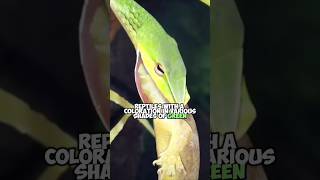 Boomslang Africas Most Poisonous Exotic Tree Snake [upl. by February]