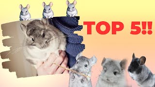 Top 5 Clever Defense Tactics Of Chinchillas [upl. by Annagroeg]