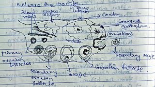 Reproductive SystemGametogenesisOvarian cycle Method of contraception zoologybsczoology [upl. by Adachi883]