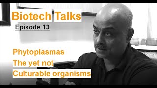 Biotech Talks Episode 13 Phytoplasmas The yet not culturable organisms by Dr Amit Yadav [upl. by Solracnauj]