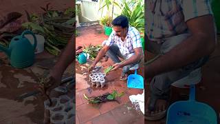 How to grow Crotons from stem cutting in roof garden 🪴🪴 [upl. by Tiduj]