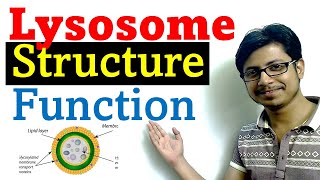 Lysosome structure and function [upl. by Castera]