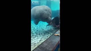 Manatee running into glass [upl. by Ttik]