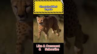 Lion attack on Cheetahs Cheetahs killed impala shorts facts animals trending lion viral [upl. by Rafi803]