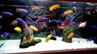 Malawi cichlids aquarium [upl. by Adnamaa]