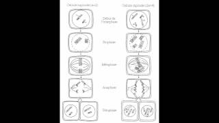 SVT  méiose et fécondation  TS chap 2 [upl. by Liahcim843]