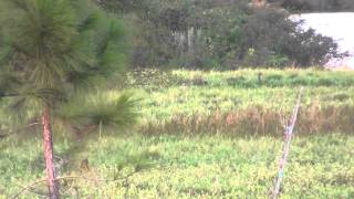 Northern Harrier Attack [upl. by Anrapa337]