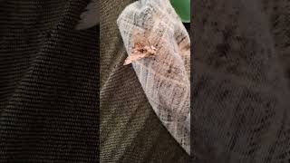 More slowmo moth beats moth sensory ripple wings bugs Australia camplife bush tent nature [upl. by Iliak]