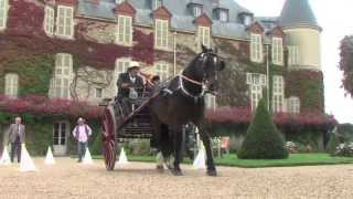 Concours international dattelage de tradition [upl. by Annaehs]