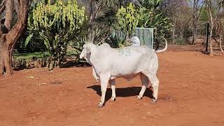 AU ALBIDUS BRAHMAN PRODUCTION AUCTION 26 OCT 2024 11H WARMBAD VEEMARK BELA BELA [upl. by Boris151]