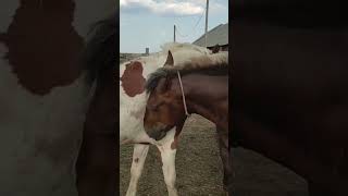 Stallion goes to meet the mares । Beautiful Horses [upl. by Cohen158]