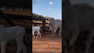 Lenor cow breed American cattle farm best results cattlefarm cow youtube brahman shorts [upl. by Ronald439]