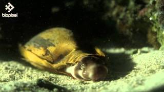 Epaulette shark [upl. by Gildea56]