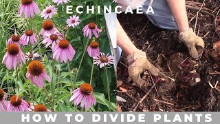 How to Divide Echinacea Purpurea purple coneflower [upl. by Lebasy]