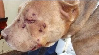 Mutilated bait dog gets second chance [upl. by Stewart195]