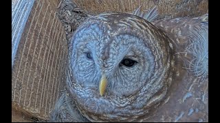 Owl nesting box in Wake Forest NC [upl. by Licha]