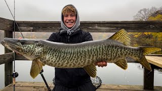 Insane GIANT TIGER MUSKY from the PUBLIC Dock Caught Sight Fishing [upl. by Cornwell]