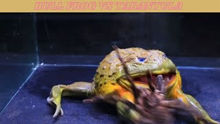 African bullfrog eats tarantula  Bull Frog vs Tarantula  shorts [upl. by Nodnas951]