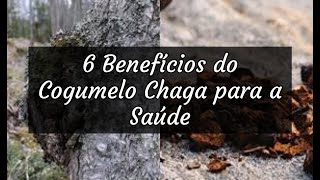 6 Benefícios do Cogumelo Chaga para a Saúde [upl. by Xuaegram]