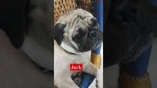 Jack mack reaction music bass shortsvideo pugg doglover viralvideo yourubeshorts [upl. by Leoine502]