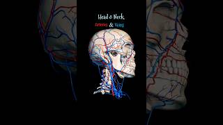 Head and Neck Arteries amp Veins  3D animation shorts medical anatomy [upl. by Urbanus]