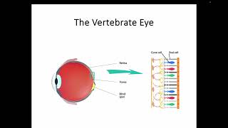 AH Biology 14d Part 2  The Vertebrate Eye [upl. by Akkahs]