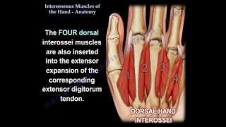 Interosseous Muscles Of The Hand Anatomy  Everything You Need To Know  Dr Nabil Ebraheim [upl. by Alveta]