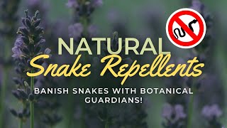 Top 10 Powerful Plants to Repel Snakes from Your Garden 🌿🐍 [upl. by Anstus]