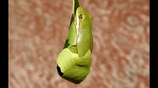 Frog Crisis Battling Chytrid Fungus Habitat Loss and Pollution [upl. by Guildroy]