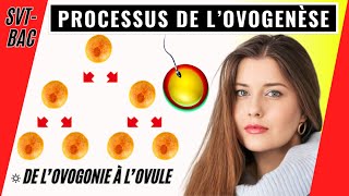 Ovogenèse chez la femme comment se forment les ovules [upl. by Lemmuela]