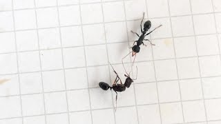 Odontomachus ruginodis Ecuador vs Myrmecia urens Australia 29062024 [upl. by Babs936]