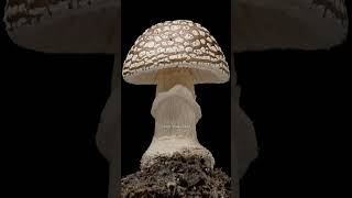 Amanita pantherina Panthercap mushroom growing and dying Time Lapse shorts [upl. by Eilime]