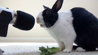 Rabbit eating crunchy lettuce ASMR [upl. by Las]